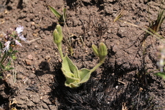 Hypoxis multiceps