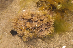 Corallina officinalis