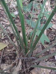 Spathiphyllum cannifolium
