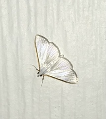 Diaphania costata
