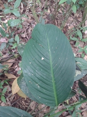 Spathiphyllum cannifolium