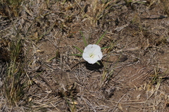 Ipomoea simplex