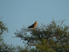 Buteogallus meridionalis