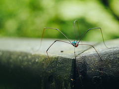 Pseudogagrella taiwana