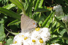 Satyrium sylvinus