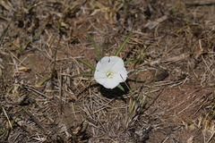 Ipomoea simplex