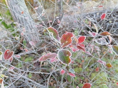 Aronia mitschurinii