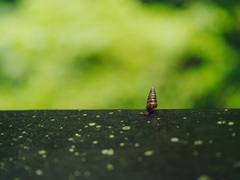 Pseudobuliminus incertus