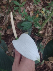 Spathiphyllum cannifolium