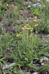Lasiosiphon kraussianus kraussianus
