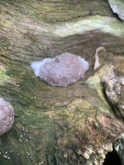 Reticularia