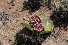 Ledebouria ovatifolia