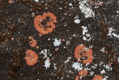 Actinobacteria