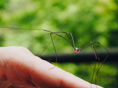 Pseudogagrella taiwana