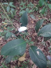 Spathiphyllum cannifolium