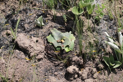 Ledebouria ovatifolia