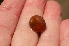 Littorina obtusata
