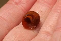 Littorina obtusata