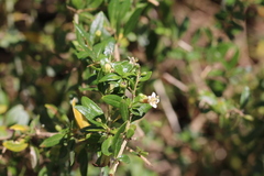 Lycium acutifolium