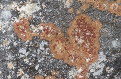 Actinobacteria