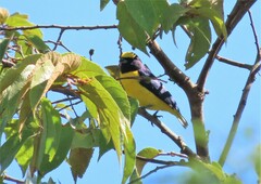 Euphonia affinis