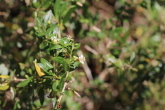 Lycium acutifolium