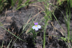 Monopsis decipiens