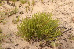 Diosma oppositifolia