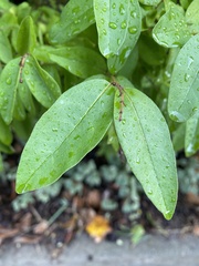 Ligustrum obtusifolium