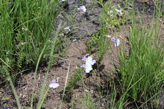 Monopsis decipiens