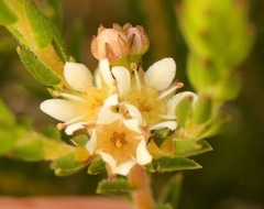Diosma oppositifolia