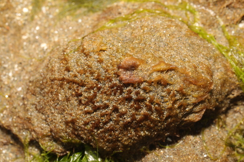 Image of Rhodothamniella floridula by no rights reserved