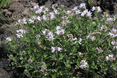 Ocimum obovatum