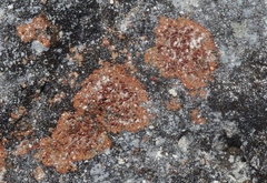 Actinobacteria