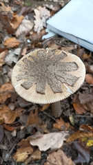 Amanita ceciliae