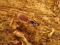 Oxypselaphus obscurus