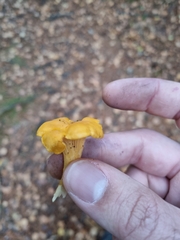 Cantharellus cibarius