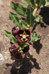 Pachycarpus concolor