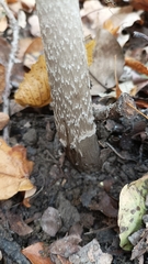 Amanita ceciliae