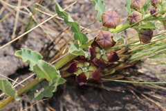 Pachycarpus concolor