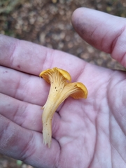 Cantharellus cibarius