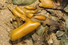 Fucus