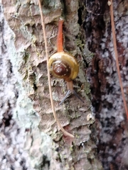 Helicarionoidea