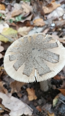 Amanita ceciliae