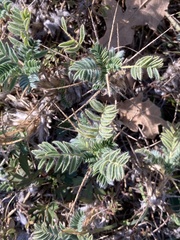 Astragalus sempervirens