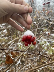 Viburnum trilobum, photograph Jonny Tostenson, CC0, iNaturalist via GBIF