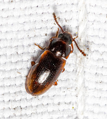 Pharaxonotha