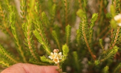 Diosma oppositifolia