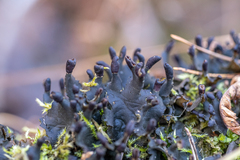 Peltigera collina