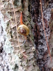 Helicarionoidea